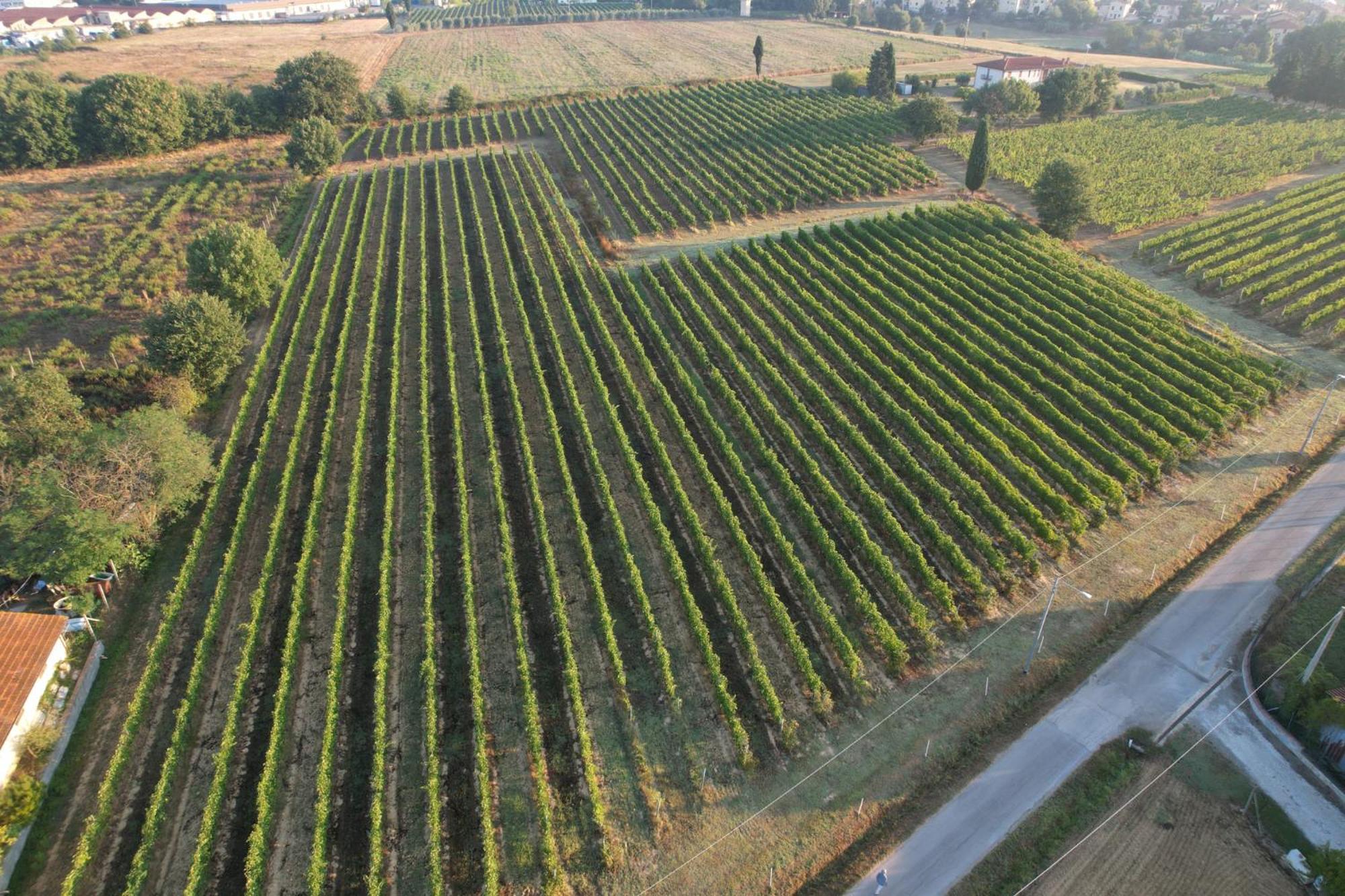 Cappannelle Country House Tuscany Кастільйон-Фібоккі Екстер'єр фото